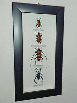Жуки Усачи в рамке