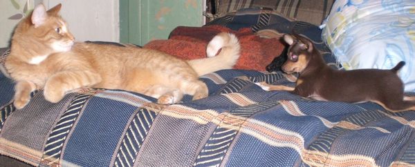 Как примирить кота и нового члена семьи