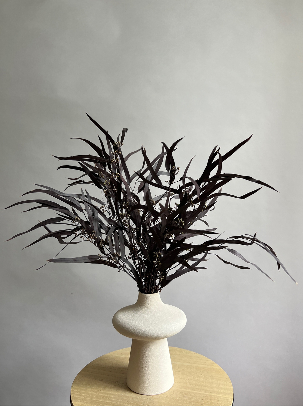 Эвкалипт Николи стабилизированный серо-пурпурный