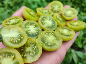 Доктор фростед (Dr. Frosted green) сорт томата