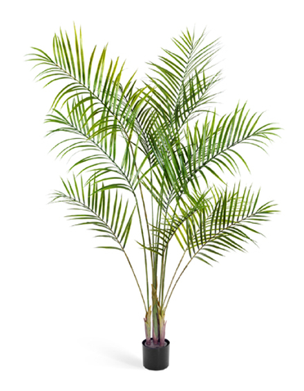 Пальма Арека Новая