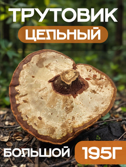 Трутовик плоский цельный (большой) 195г.