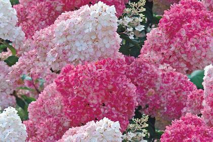 Гортензия метельчатая Vanilla Fraise