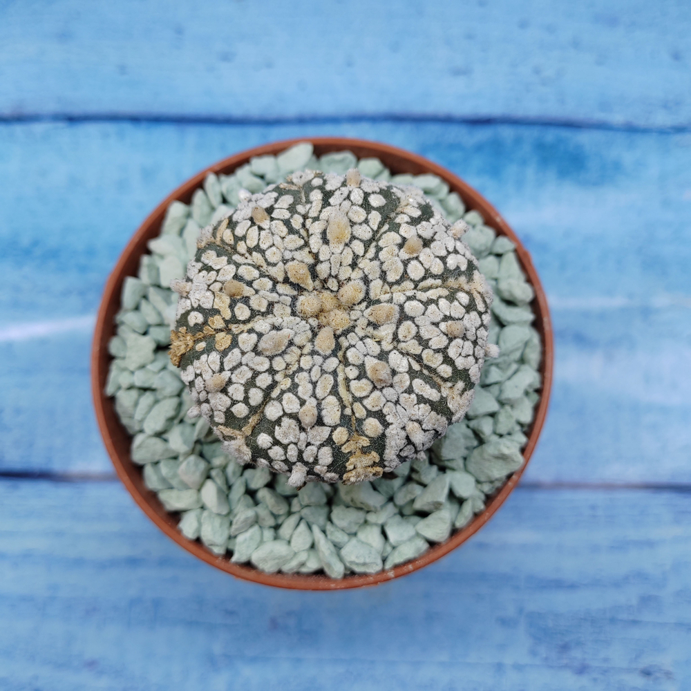 Astrophytum Asterias "Super Kabuto" (Астрофитум)