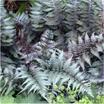 Кочедыжник гибридный "Silver Faiis". Athyrium "Silver Faiis".