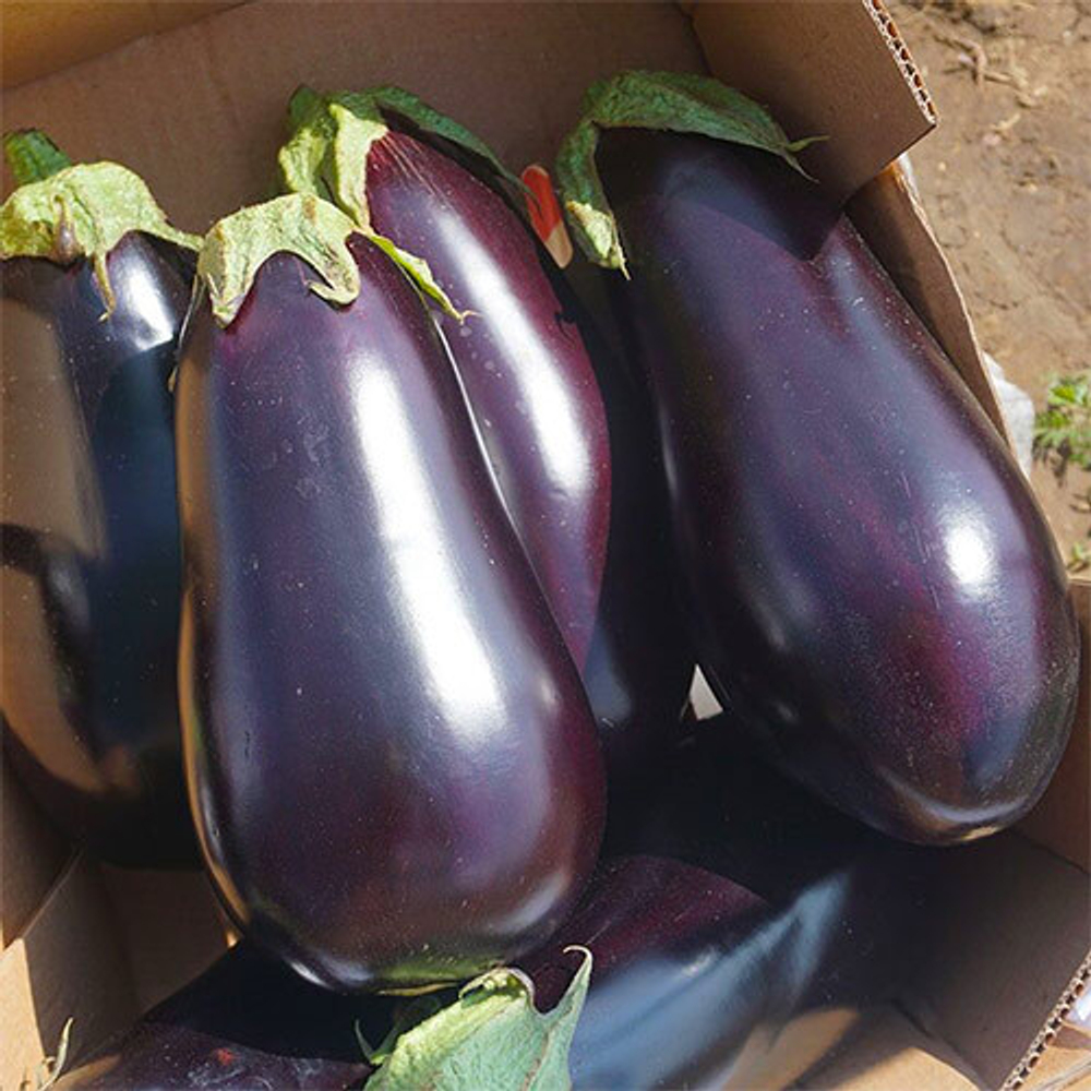 баклажана Эпик F1