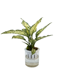 Аглаонема Jadeite д.11 горшок с автополивом