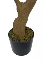 Баньяновое дерево 230 см в кашпо