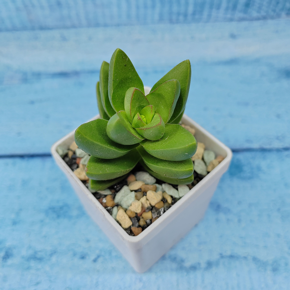 Crassula Benjamin (Крассула)