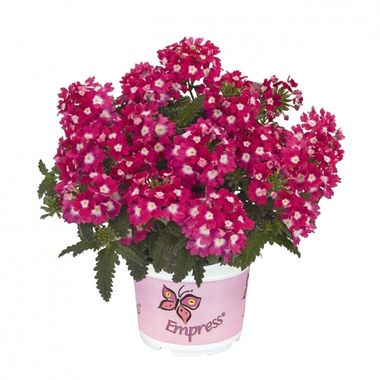 1547 Вербена EMPRESS FLAIR CHERRY CHARME (ВЕСНА 2025)