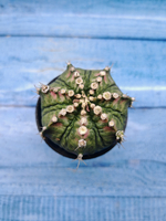 Gymnocalycium T-Rex Pink hybride (Гимнокалициум T-rex)