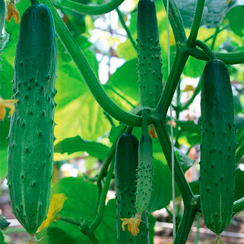 Атлет F1 семена огурца пчелоопыляемого (Гавриш)