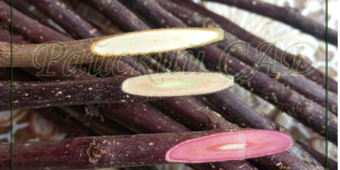 Привой (черенки для прививки) зима 2025-26