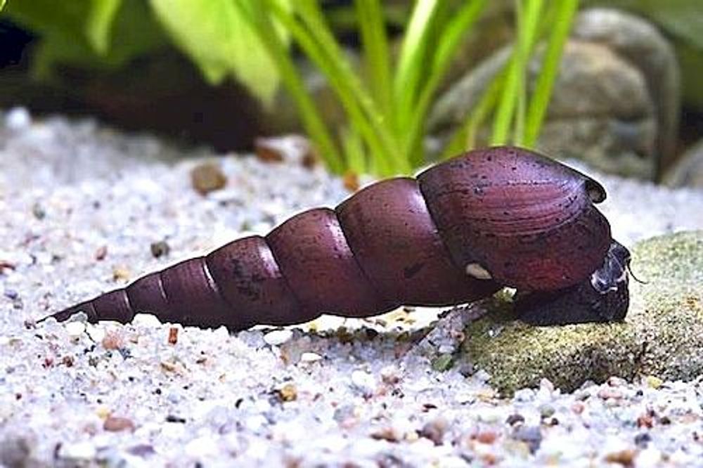 Улитка шип дьявола (код 21)