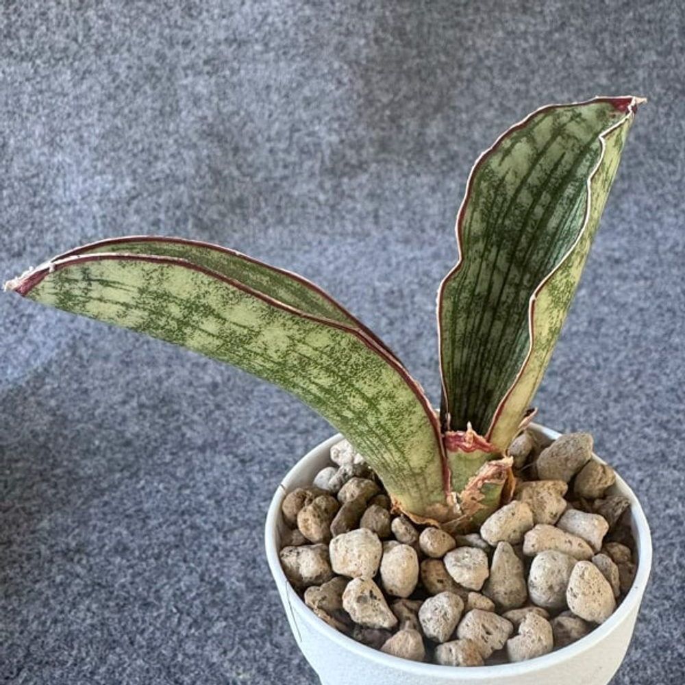 Сансевиерия SCIMITARIFORMIS SILVER