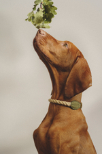 Ошейник "Кантри-Пони" Зеленый