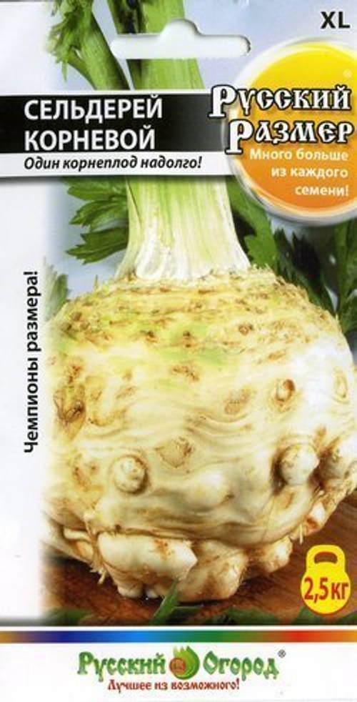 Сельдерей корневой Русский размер