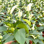 Антуриум Андре BANDEROLA CAVA