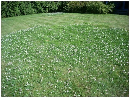 Газон из клевера