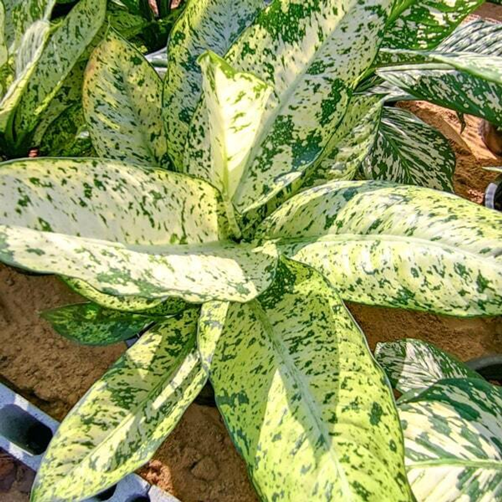 Диффенбахия PHRAE BARAMEE