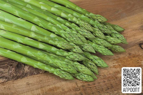 Бахус F1 семена спаржи (Bejo / Бейо) продукт – фото 3
