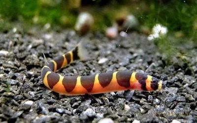 Акантофтальмус