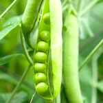 Муцио семена гороха (Syngenta / Сингента)