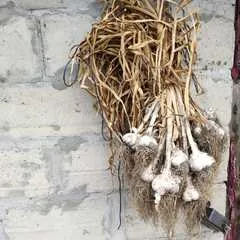 Чеснок деревенский / 1 шт Чеснок деревенский / 1 шт