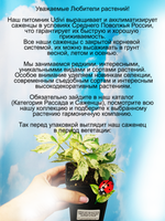 Девичий виноград Звездный ливень Стар Шауэрс вариегатный