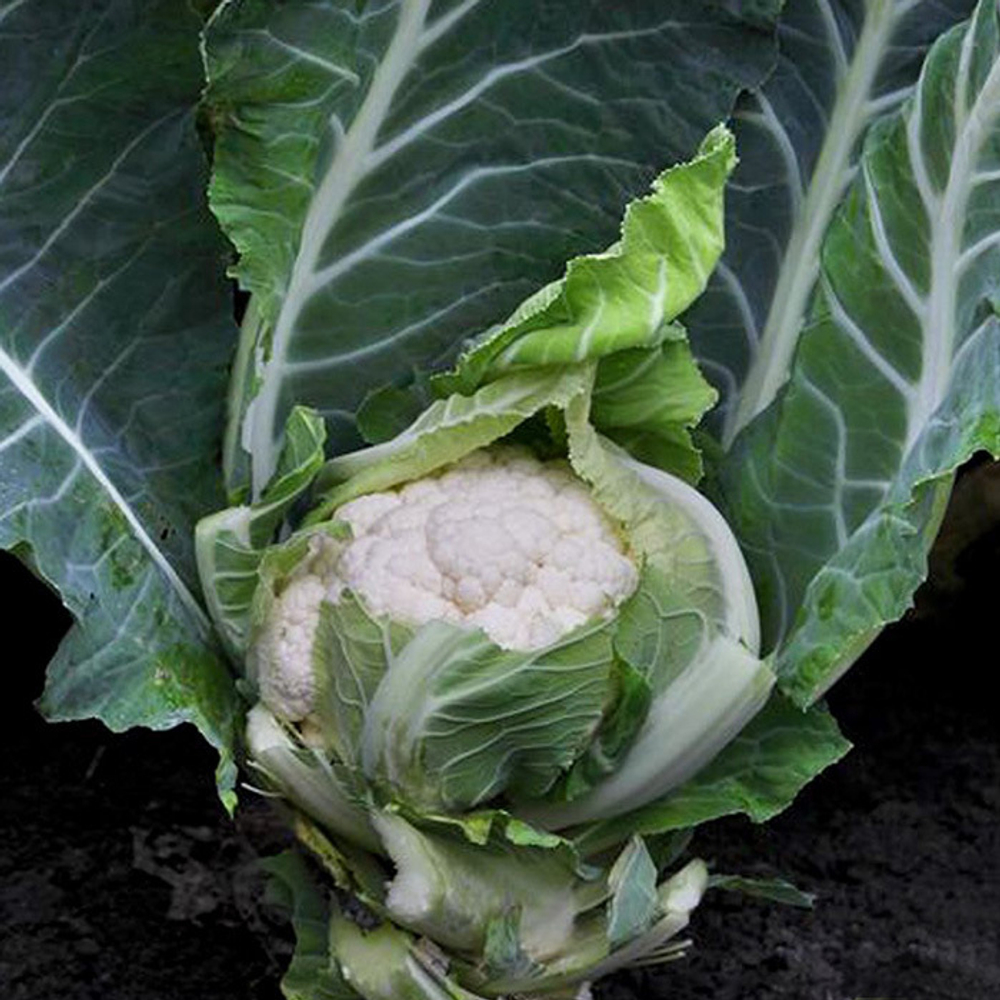 Гохан F1 семена капусты цветной (Syngenta / Сингента)