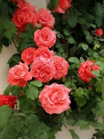 Роза плетистая Ди Ди Бриджуотер