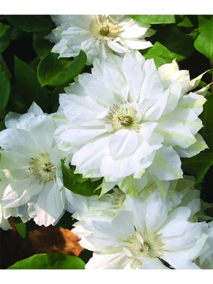 Клематис Dutches of Edinburg (Дачес оф Эдинбург) Стандарт поставки Р9