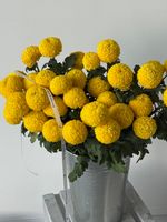 Хризантема в желтом оттенке