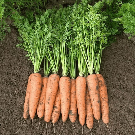 БЕЛГРАДО F1 семена моркови Bejo продукция – фото 1