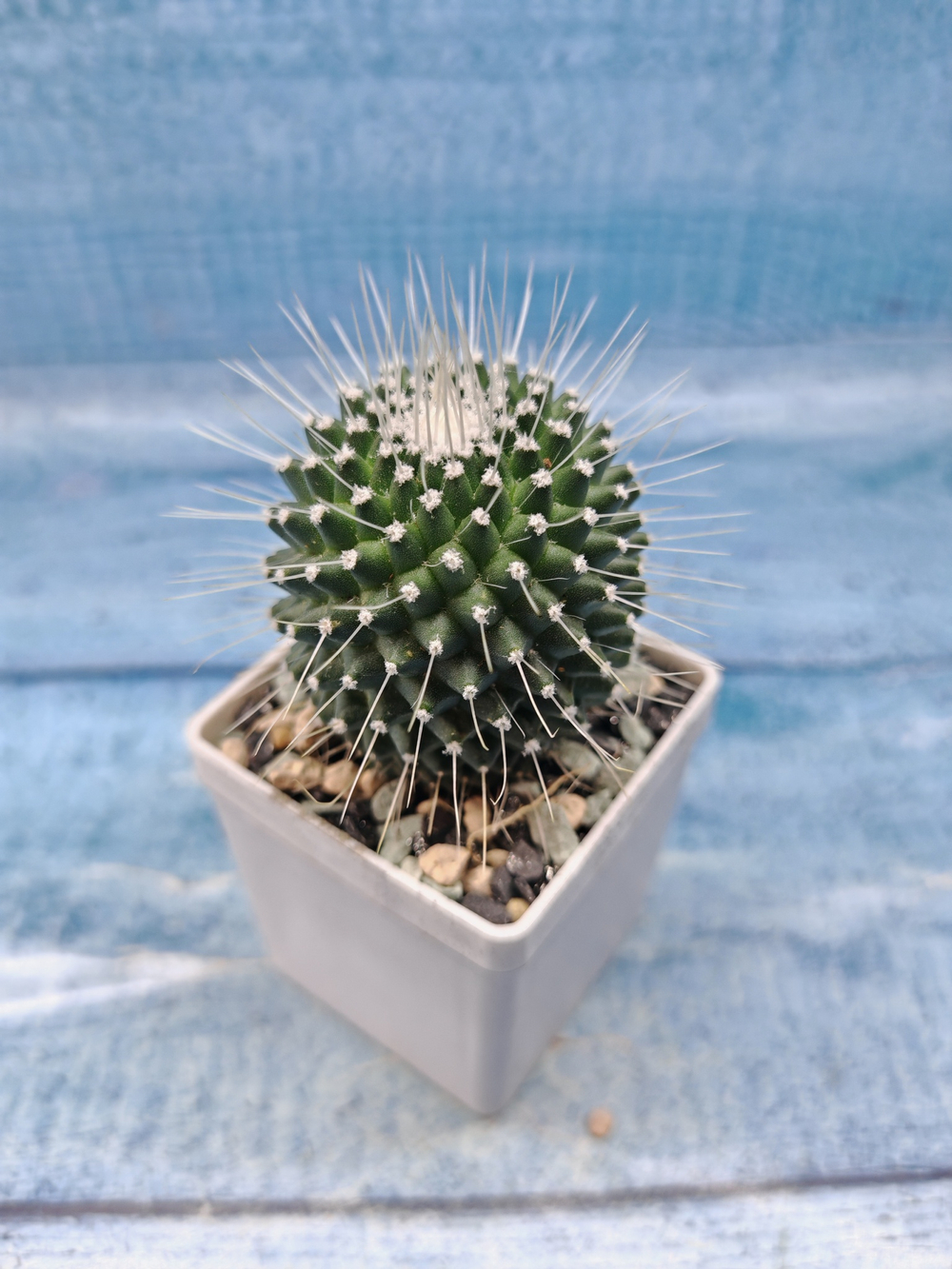 Mammillaria Pico (Маммилярия)