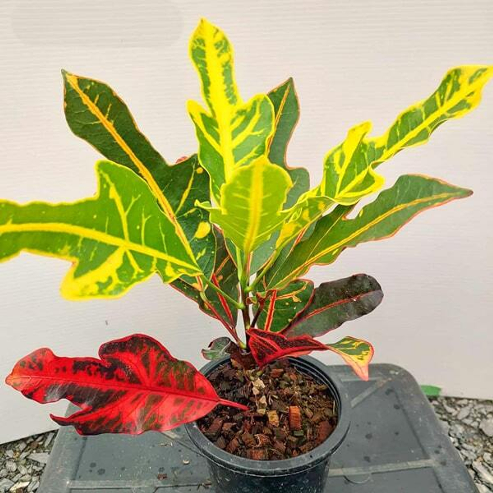 Кротон TRI PHET