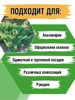 Саженец Можжевельник казацкий хвойный Тамарисцифолия