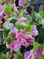 ANTICO FRESCO/ АНТИКО ФРЕСКО  (Стандарт поставки Р9)2025г