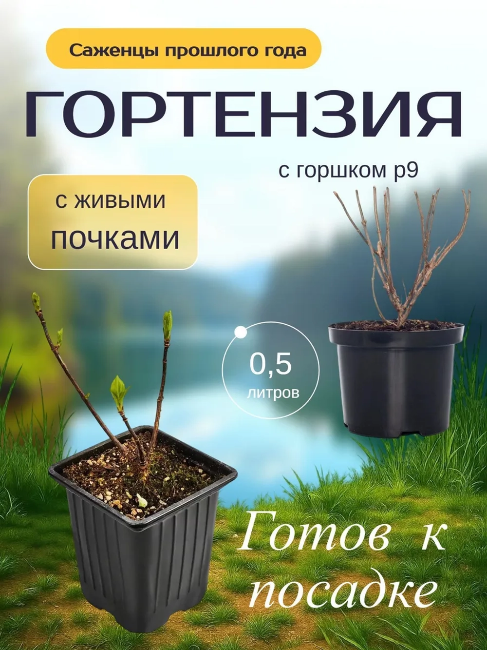 Геркулес гортензия метельчатая