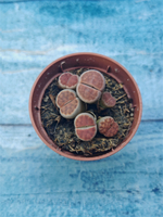 Lithops sp. (Литопсы)