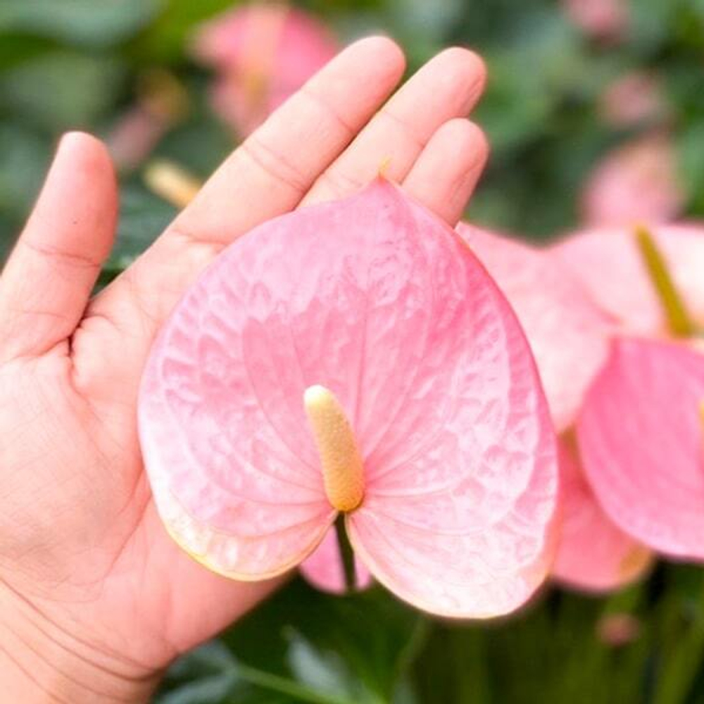 Антуриум Андре SENSA