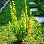 Барбарис Тунберга Эректа С2 20-30