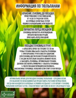 Тюльпан Луковица, Мисс Медведева, 10шт крупные