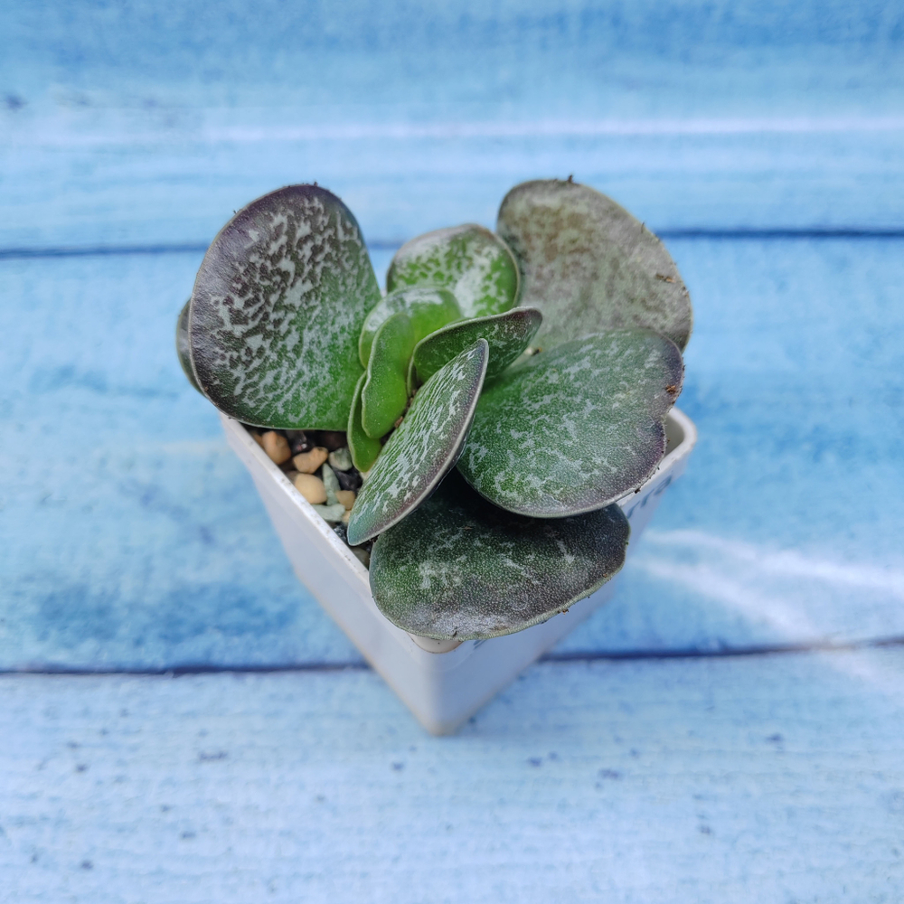 Adromischus Maculatus (Адромискус)