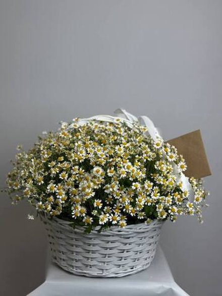 Полевая романтика