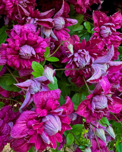 Клематис фиолетовый Пурпуреа Плена Элеганс Закупка М33 апрель 2026