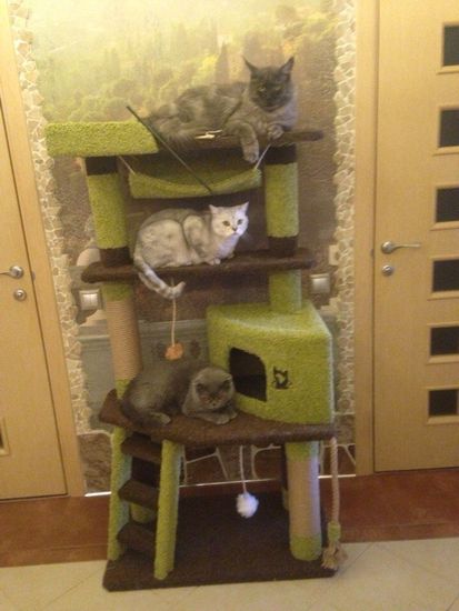 Дом для кота И-8