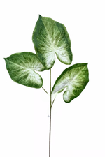 Каладиум Кандидум 3 листа