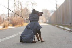 Попона для собак Весна - Осень арт. 178