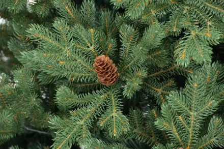 Искусственная елка Чарующая 180 см., 100% литая хвоя, ЕлкиТорг (130180)